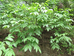 Ungnadia speciosa