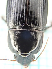 Harpalus serripes