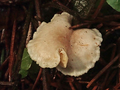 Leucocybe candicans