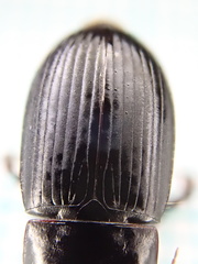 Harpalus serripes