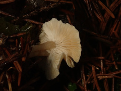 Leucocybe candicans