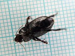 Harpalus serripes