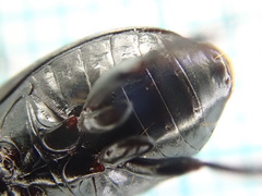 Harpalus serripes