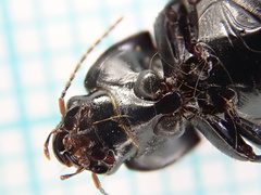 Harpalus serripes