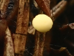Calycina subtilis