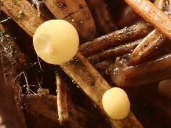 Calycina subtilis