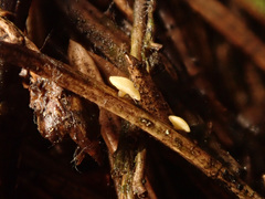 Calycina subtilis