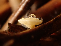 Calycina subtilis
