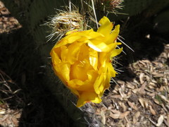 Opuntia huajuapensis