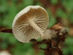 Leucocybe candicans