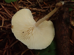 Leucocybe candicans