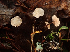 Paragymnopus perforans