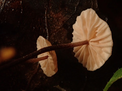 Paragymnopus perforans