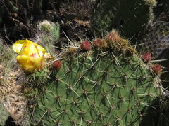 Opuntia huajuapensis