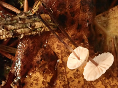 Paragymnopus perforans