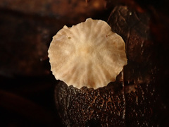 Paragymnopus perforans