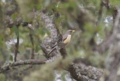 Turdus migratorius confinis