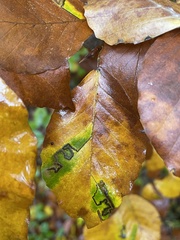 Stigmella hemargyrella