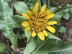 Wyethia glabra