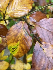 Stigmella hemargyrella