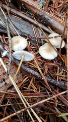 Strobilurus albipilatus