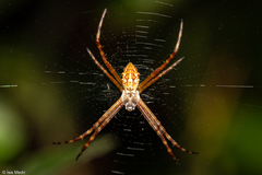 Argiope argentata