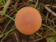 Tubaria romagnesiana