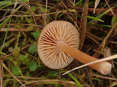 Tubaria romagnesiana