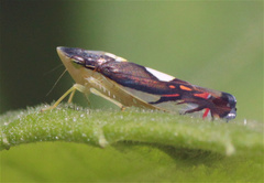 Diedrocephala variegata