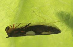 Diedrocephala variegata