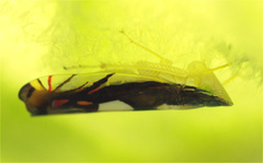 Diedrocephala variegata