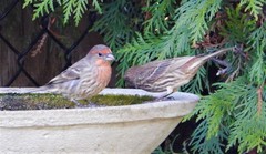 Haemorhous mexicanus