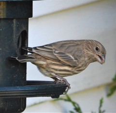 Haemorhous mexicanus