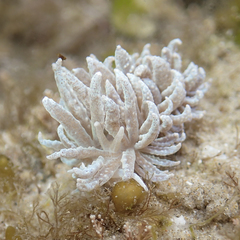 Phyllodesmium crypticum