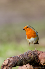 Erithacus rubecula