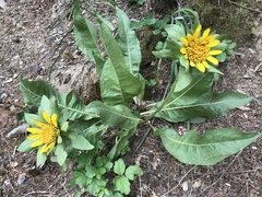 Wyethia glabra