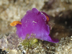 Sagaminopteron ornatum