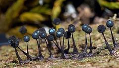 Lamproderma columbinum