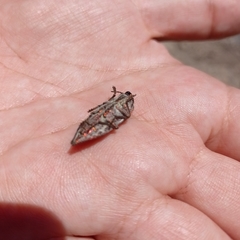 Ectinogonia buquetii