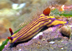 Hypselodoris whitei