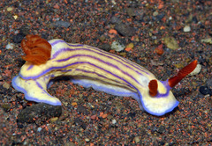 Hypselodoris whitei