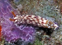 Hypselodoris whitei