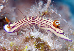 Hypselodoris whitei