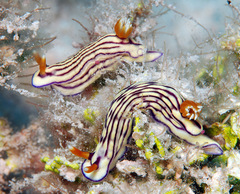 Hypselodoris whitei