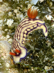 Hypselodoris whitei
