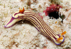 Hypselodoris whitei