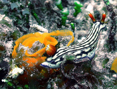 Hypselodoris whitei