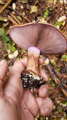 Thaxterogaster purpurascens