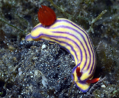 Hypselodoris whitei