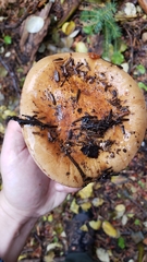 Thaxterogaster purpurascens